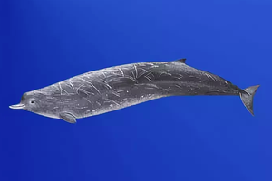 На берег выбросило обычного кита. Это оказалось древнее животное из легенд китобоев: никто его никогда не видел