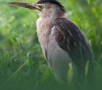 Малая выпь (Ixobrychus minutus)