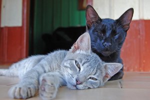 Ветеринары нашли способ стерилизовать кошек без операции: нужен всего один укол