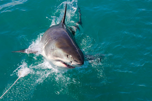 Как не стать жертвой акулы? Советуют эксперты