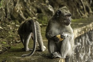 Приматы начали мастурбировать 40 миллионов лет назад