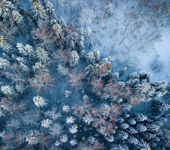 Пролетая над зимой