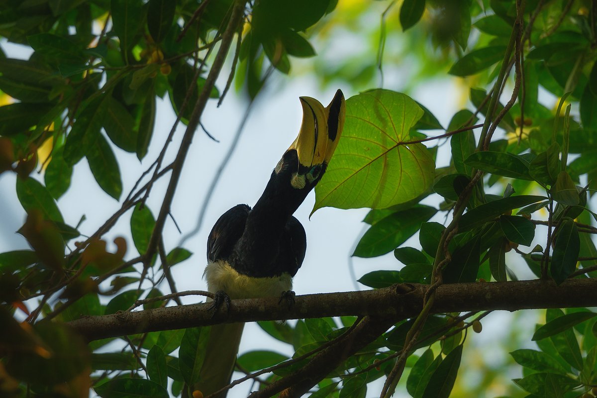 Это кто там в листве затаился? — Фото №1438271