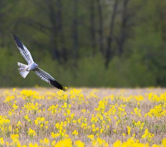 Самец лугового луня на охоте.