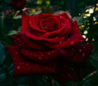 Роза после дождя