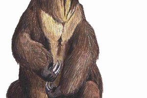 Подвески из костей гигантских ленивцев: что носили древние жители Америки