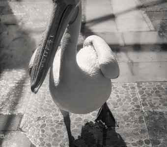 Зефирные мгновения розовых пеликанов