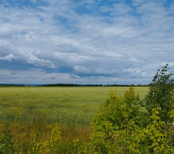 Полей родных просторных красота