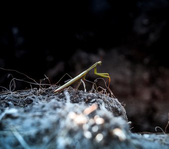 Богомол на утесе