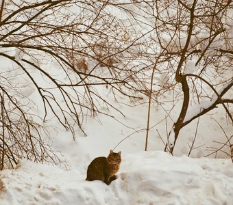 Кот зимой. Москва