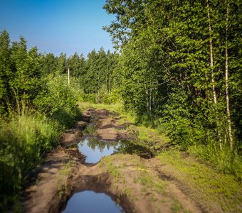 Дорога вдоль леса