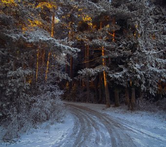 По дороге в зимний лес