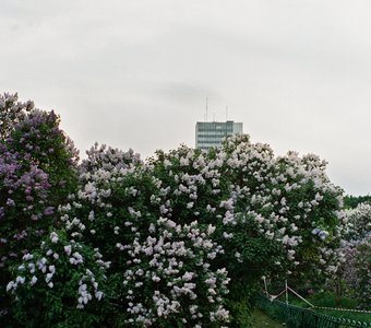 Пикник в Сиреневом саду. Измайлово, Москва