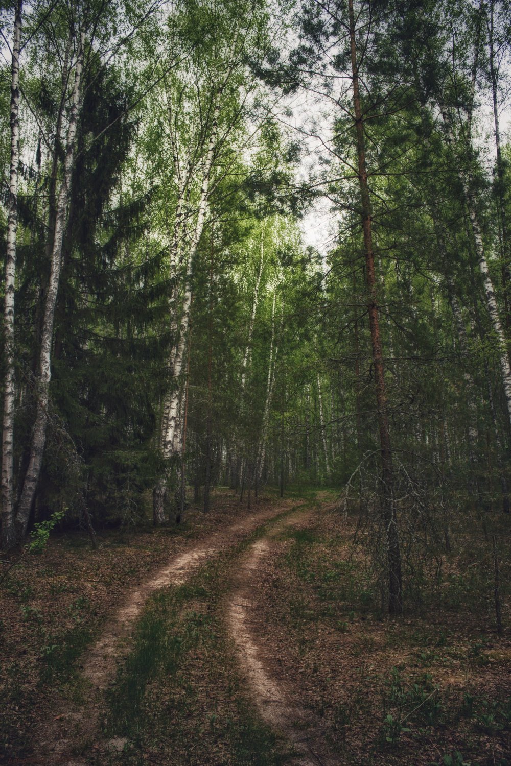 Пейзаж лесной