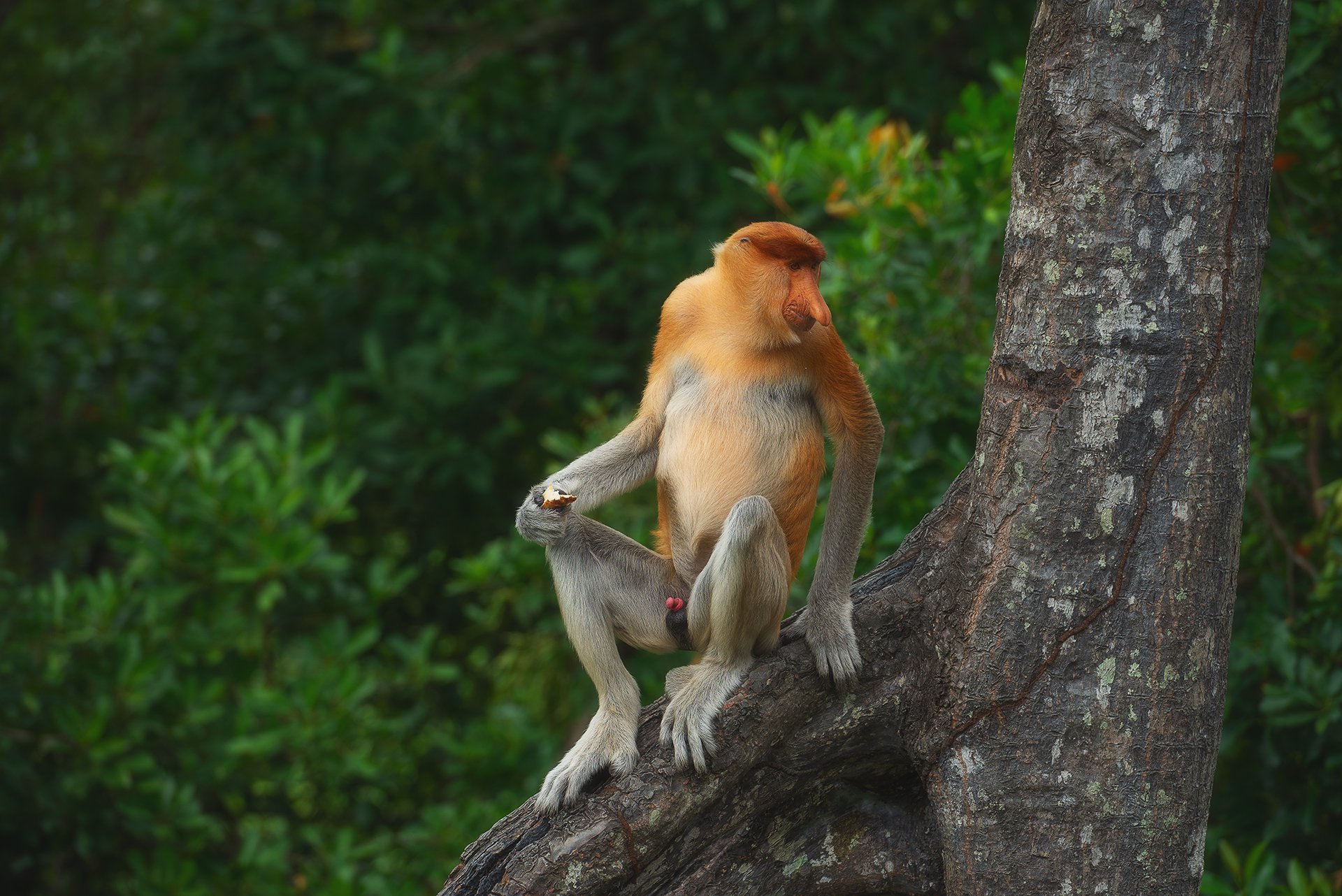 Носач (обезьяна): описание, среда обитания, фото и интересные факты