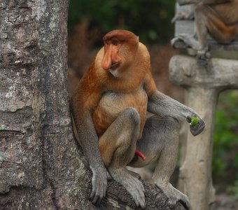 Носатые рыжики острова Борнео 2