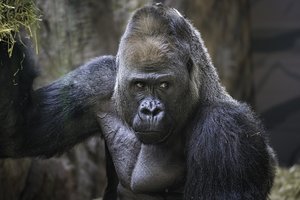 В американском зоопарке родила горилла, которую восемь лет считали самцом
