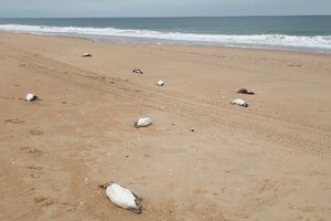 На берег Уругвая вынесло сотни мертвых пингвинов