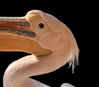 Зефирные мгновения розовых пеликанов
