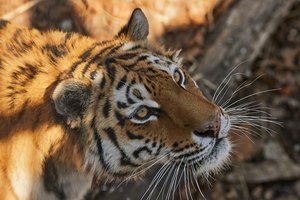 Нацпарк «Земля леопарда» стал мировым рекордсменом по числу амурских тигров