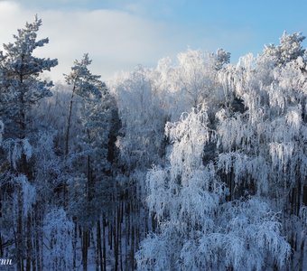 Зимний лес Мордовского заповедника