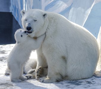 Новосибирский зоопарк имени Р.А. Шило