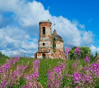 В окружении Иван-Чая