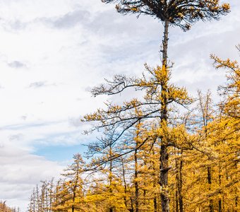 Природа-Уральская пальма