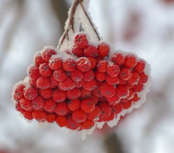 Зимняя рябина.