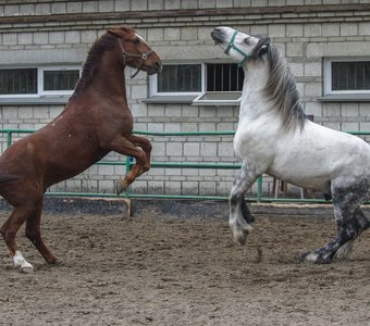 Новосибирский зоопарк имени Р.А. Шило