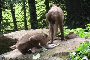 Обезьяна из зоопарка съела труп своего детеныша. Биологи утверждают – этому есть логичное объяснение