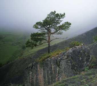Дерево на склоне. Республика Ингушетия, май 2023.