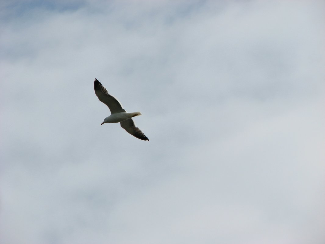 Чайка по имени Джонатан Ливингстон — Фото №1438715