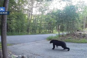 «Сторожевой» кот прогнал со двора медведя: видео