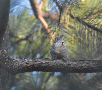 Жду родителей