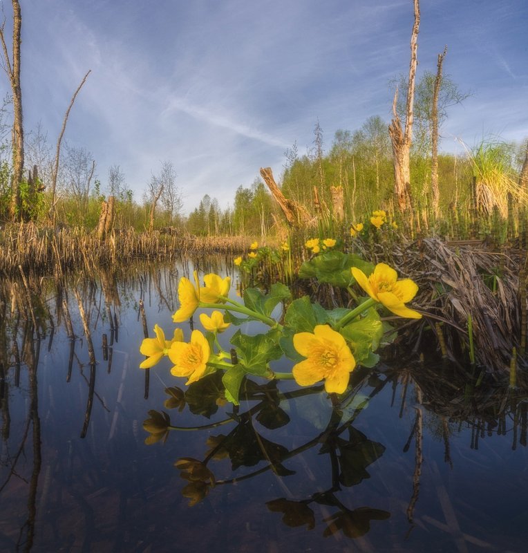 Лилии на болоте. Дно болота. Южный Хутор на болотах фотограф.