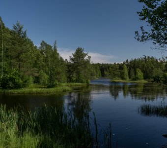 Сестрорецкое болото