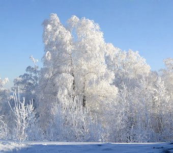 Иней на деревьях. И прозрачно белый и немного синий