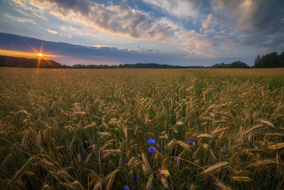 Рожь колосится. Поле ржи фото. Радуга над полем ржи.