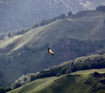 Парящий орел над горной долиной 3. ‎⁨Малокарачаевский район⁩, ⁨Карачаево-Черкесия⁩, ⁨Россия⁩