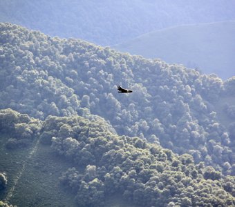 Парящий орел над горной долиной. ‎⁨Малокарачаевский район⁩, ⁨Карачаево-Черкесия⁩, ⁨Россия⁩