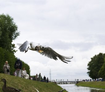 Крылатая воровка