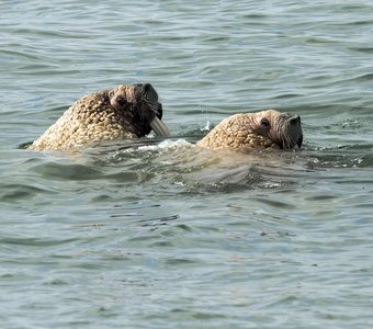 Моржи в Беринговом море