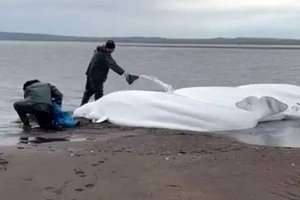 На Камчатке рыбаки спасли семью белух, выброшенных на берег