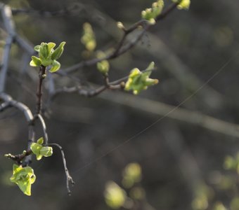 Листья и паутина на дереве