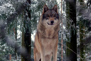 «Это существо грело меня в лесу всю ночь. Так и не понял, волк это был или собака»: ребенок потерялся в чаще и был спасен непонятно кем