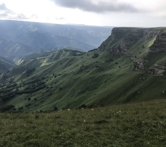 Горный бархат в тени