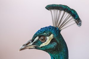 Павлины захватили пригород Майами и запугали жителей