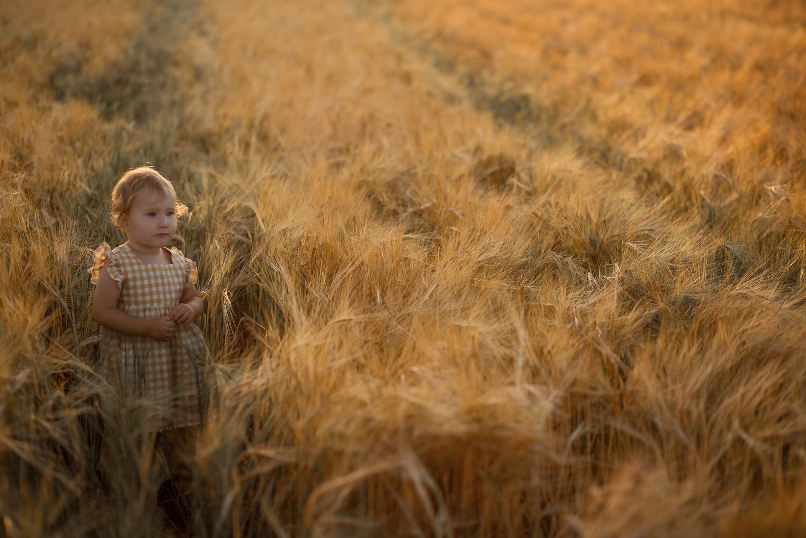 В пшеничном поле