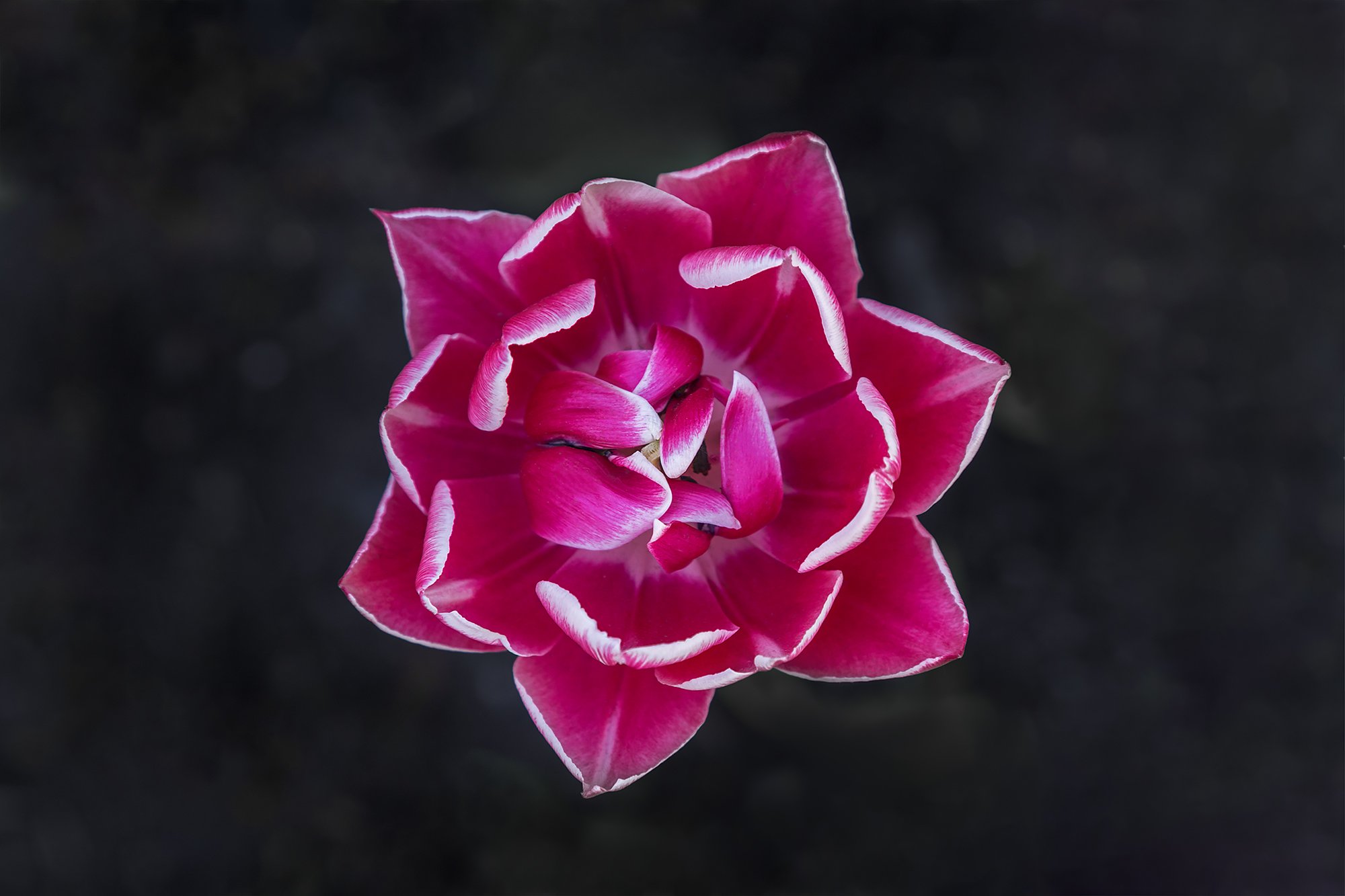 Геометрия тюльпана